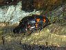 insect-image