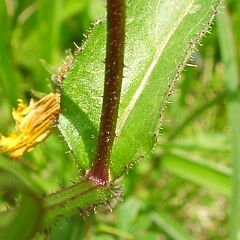 Picris hieracioides var. japonica
