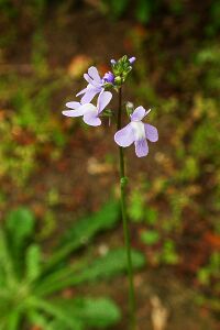 Linaria canadensis