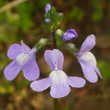 Linaria canadensis