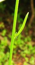 Linaria canadensis