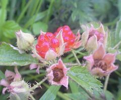Rubus parvifoius