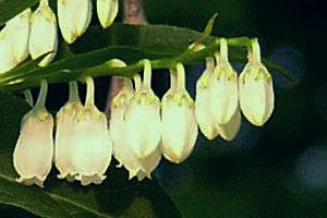 Lyonia ovalifolia var. elliptica