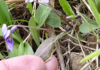 Viola yedoensis