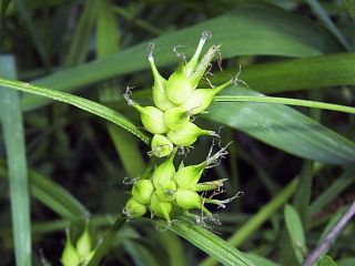 Carex dickinsii