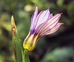 Sisyrinchium iridifolium var. laxum
