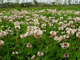 Trifolium repens / Clover