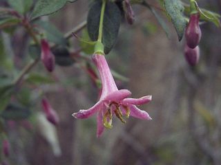 Lonicera gracilipes