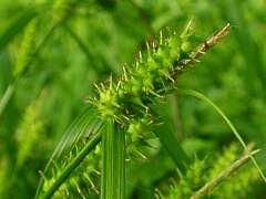 Carex transversa