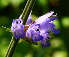 Salvia japonica