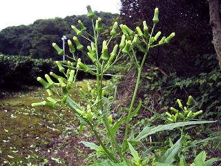 Erechtites hieracifolia