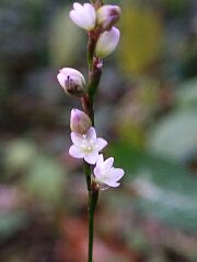Persicaria posumbu var. laxiflora