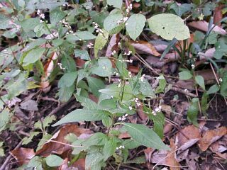 Persicaria posumbu var. laxiflora