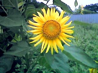 Sunflower / Helianthus annuus