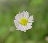 aster subulatus Michx.