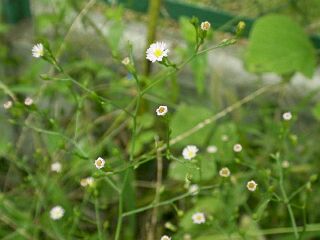 aster subulatus Michx.