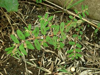 Euphorbia supina