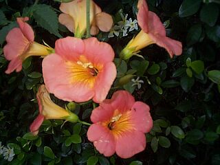 Campsis grandiflora