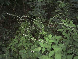 Desmodium podocarpum subsp. oxyphyllum