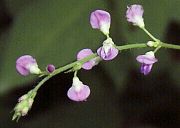 Desmodium podocarpum subsp. oxyphyllum