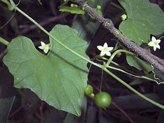 Melothria japonica