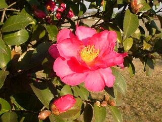 Camellia sasanqua